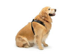 Pet Safety Harness from WeatherTech #84PH3134BK